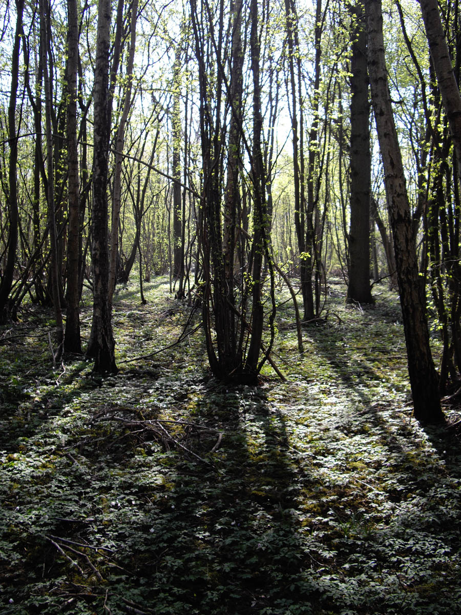 Le Montoir avec pelouse d'anémone sylvestre (Luzarches)